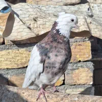 کبوتر طوقی درجه یک|پرنده|پیر بکران, |دیوار