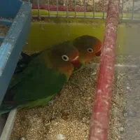 طوطی برزیلی