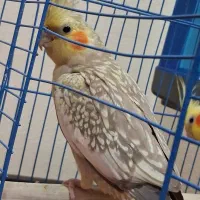 عروس هلندی|پرنده|شاهین‌شهر, عطار|دیوار