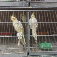 عروس هلندی مولد