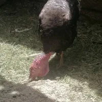بوقلمون نروماده