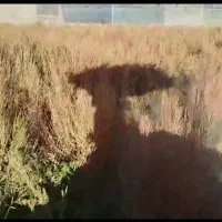 جارو خشک ، جارو تر