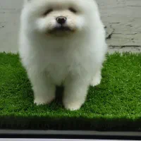 توله پامرانین