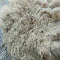 پشم سفید گوسفندی