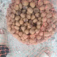 گردو|خوردنی و آشامیدنی|دورود, |دیوار