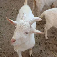 فروش/سه راس/نر/بز سانن/رگ خونی اوین ژن|حیوانات مزرعه|سلطانیه, |دیوار