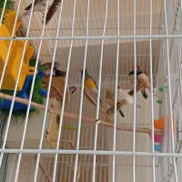 تعدادی.  یک جفت فنج توت فرنگی ستاره گلدین