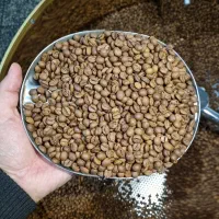 sc18دان مدیوم تفت/قهوه ویتنام،چری.