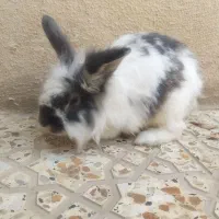 خرگوش خارجی