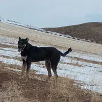 سگ نگهبان ‌|سگ|سراب, |دیوار