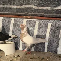 کبوتر پرشی|پرنده|تاتار علیا, |دیوار