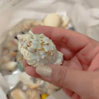 صدف|کلکسیون و سرگرمی|مشهد, حسابی جنوبی (شهرک غرب)|دیوار