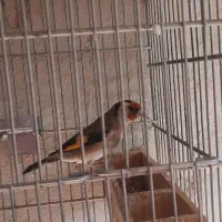 سهره دورگ نر