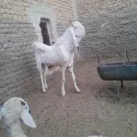 کره چپش گلابی|حیوانات مزرعه|اردکان, |دیوار