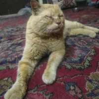 فروش گربه|گربه|خرم‌آباد, |دیوار