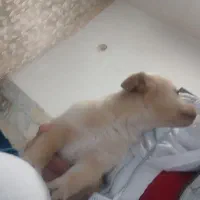 دو عدد توله سگ نر و ماده 2ماهه|سگ|ورامین, ورامین|دیوار