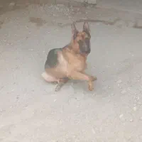 سگ ژرمن ۲ساله