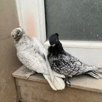 جفت کبوتر بلاندنیت سیلور