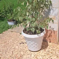 بنجامین ابلق و نخل ماداگاسکار گلدان بزرگ ،ماسال