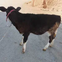 گوساله|حیوانات مزرعه|کلیائی, |دیوار