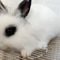 خرگوش لوپ سیاه و سفید|موش و خرگوش|قائن, |دیوار