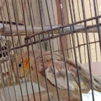 عروس هلندی نر