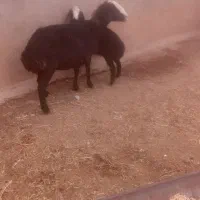 گوسفند میش شیشک بره ماده قوچ