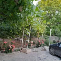 فروش-باغ-در-مطرنلو