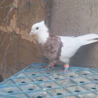 طوقی هفت رنگ