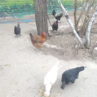 مرغ و خروس|حیوانات مزرعه|قم, بلوار امین و ساحلی|دیوار