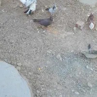 ۴عدد کبوتر|پرنده|ملکان, |دیوار