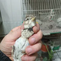 سهره خاکی دو ساله ریزه خوان  طوق سیاه