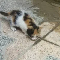 واگذاری بچه گربه خانگی