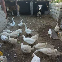 قو غاز لیندا