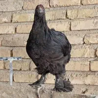 مرغ و خروس برهما و سلطان لهستانی|حیوانات مزرعه|جوادآباد, |دیوار