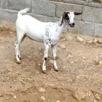 خالص و ناب|حیوانات مزرعه|بندر گناوه, |دیوار