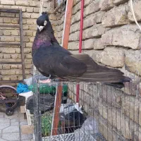 کبوتر زاغ صربستانی|پرنده|ارومیه, |دیوار
