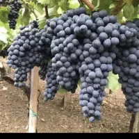 راهنمای انگور سیاه هست