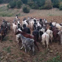 بزهای ابست سینه کرده و نر بزغاله و ماده بزغاله|حیوانات مزرعه|مینودشت, |دیوار