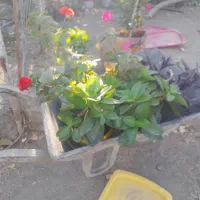 انواع گلدان تکی و یا چند عددی به فروش میرسد