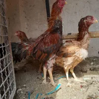 مرغ و خروس