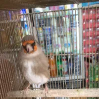 ماده سهره و قناری آماده