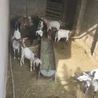 بز سومالی|حیوانات مزرعه|شیراز, سلطان آباد|دیوار