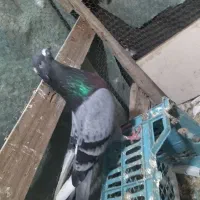 کبوتر نر مست