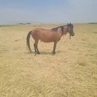 مادیان
