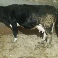گاو سیمینتال