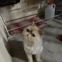 واگذاری گربه