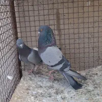 کبوتر سبز|پرنده|نهاوند, |دیوار