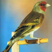 سُهره قناری