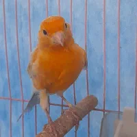 فروش تعدادی قناری|پرنده|کرمان, |دیوار